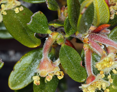 Cercocarpus ledifolius intermontanus