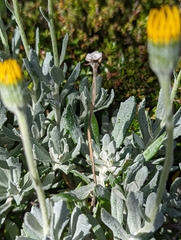Senecio mairetianus