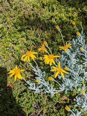 Senecio mairetianus