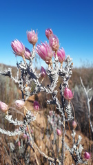 Syncarpha canescens canescens
