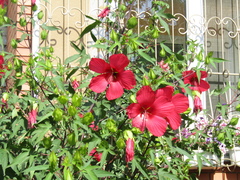Hibiscus