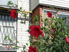 Hibiscus