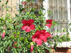 Hibiscus