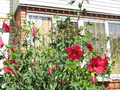 Hibiscus