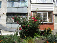 Hibiscus