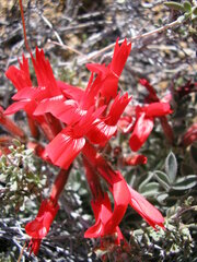 Astragalus coccineus