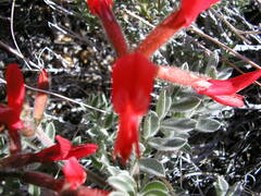 Astragalus coccineus