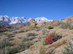 Astragalus coccineus