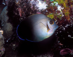 Acanthurus pyroferus