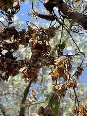 Gaudichaudia cynanchoides