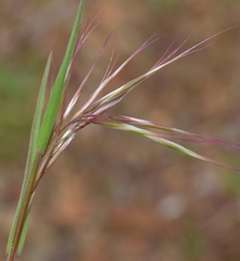 Bromus tectorum
