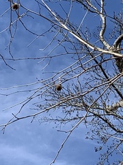 Disholcaspis quercusglobulus