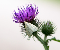 Udea lutealis
