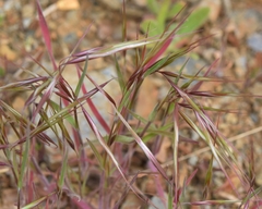 Bromus tectorum
