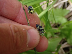 Carex pluriflora
