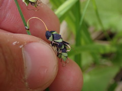 Carex pluriflora