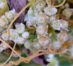 Cuscuta pentagona