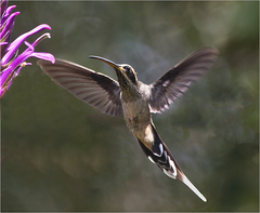 Phaethornis eurynome