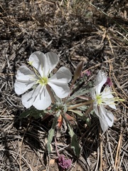 Oenothera albicaulis