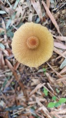 Leucocoprinus brunneoluteus