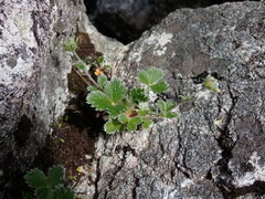 Potentilla villosa
