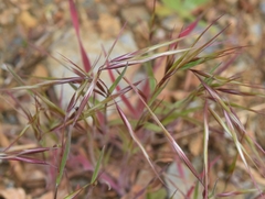 Bromus tectorum