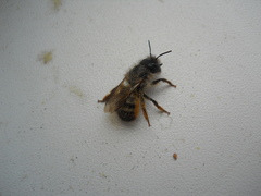 Osmia