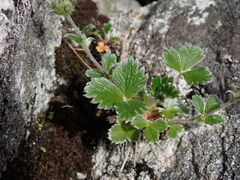 Potentilla villosa