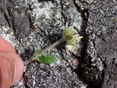 Potentilla villosa