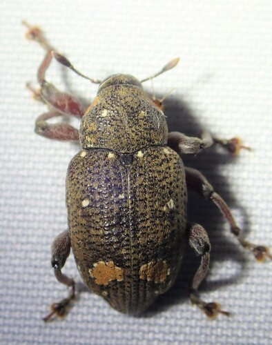 Marshallius guttatus image