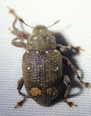 Marshallius guttatus