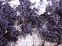 Pseudephebe pubescens