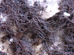 Pseudephebe pubescens