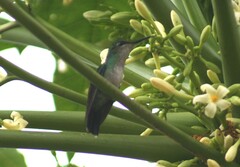 Thalurania