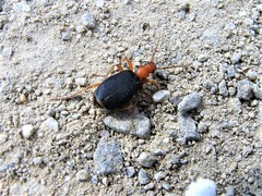 Brachinus crepitans