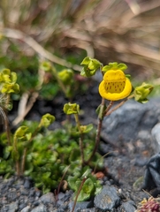Calceolaria tenella