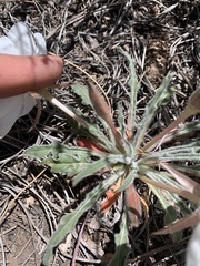 Oenothera albicaulis