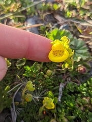 Calceolaria tenella