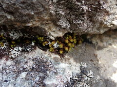 Plenogemma phyllantha