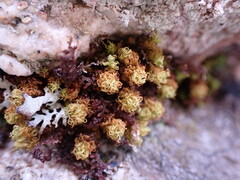 Plenogemma phyllantha