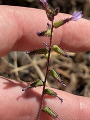 Plumbago pulchella
