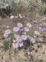 Erigeron pumilus intermedius