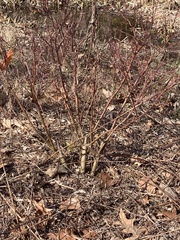 Rose rosette emaravirus