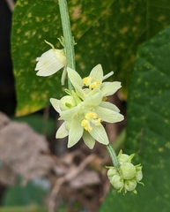 Sechium edule