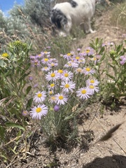 Erigeron pumilus intermedius