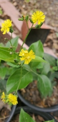 Youngia