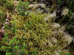 Antitrichia curtipendula