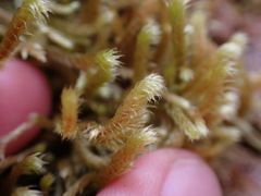 Antitrichia curtipendula