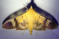 Phostria