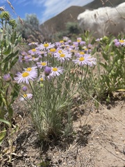 Erigeron pumilus intermedius